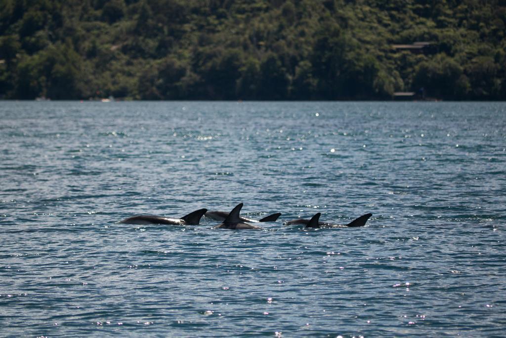 Lochmara Lodge - 20Mins By Boat From Picton Lochmara Bay Εξωτερικό φωτογραφία